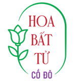 Hoa Tươi Bất Tử Cố Đô Hoa Tươi Bất Tử Cố Đô